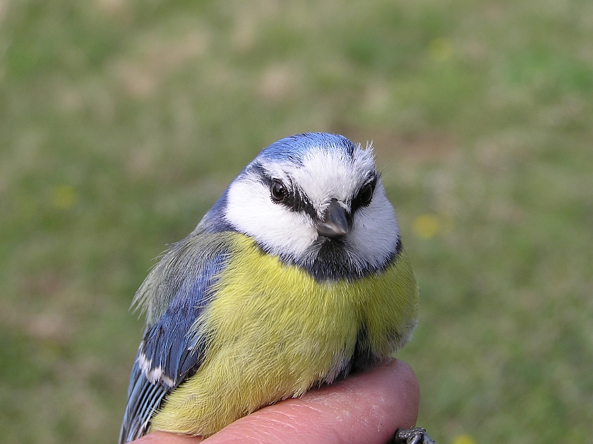 Blue Tit, Sundre 20080503